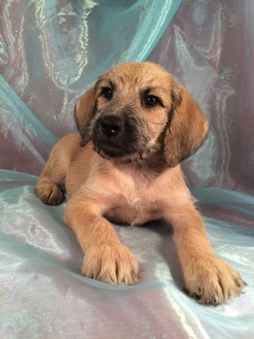 For Sale- Standard Schnoodle D.O.B. 2-14-16 Tan Male Puppy